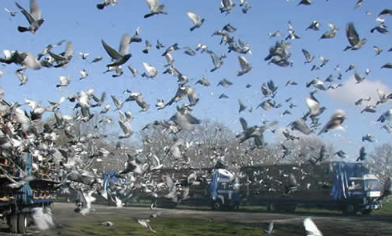 racing pigeons2